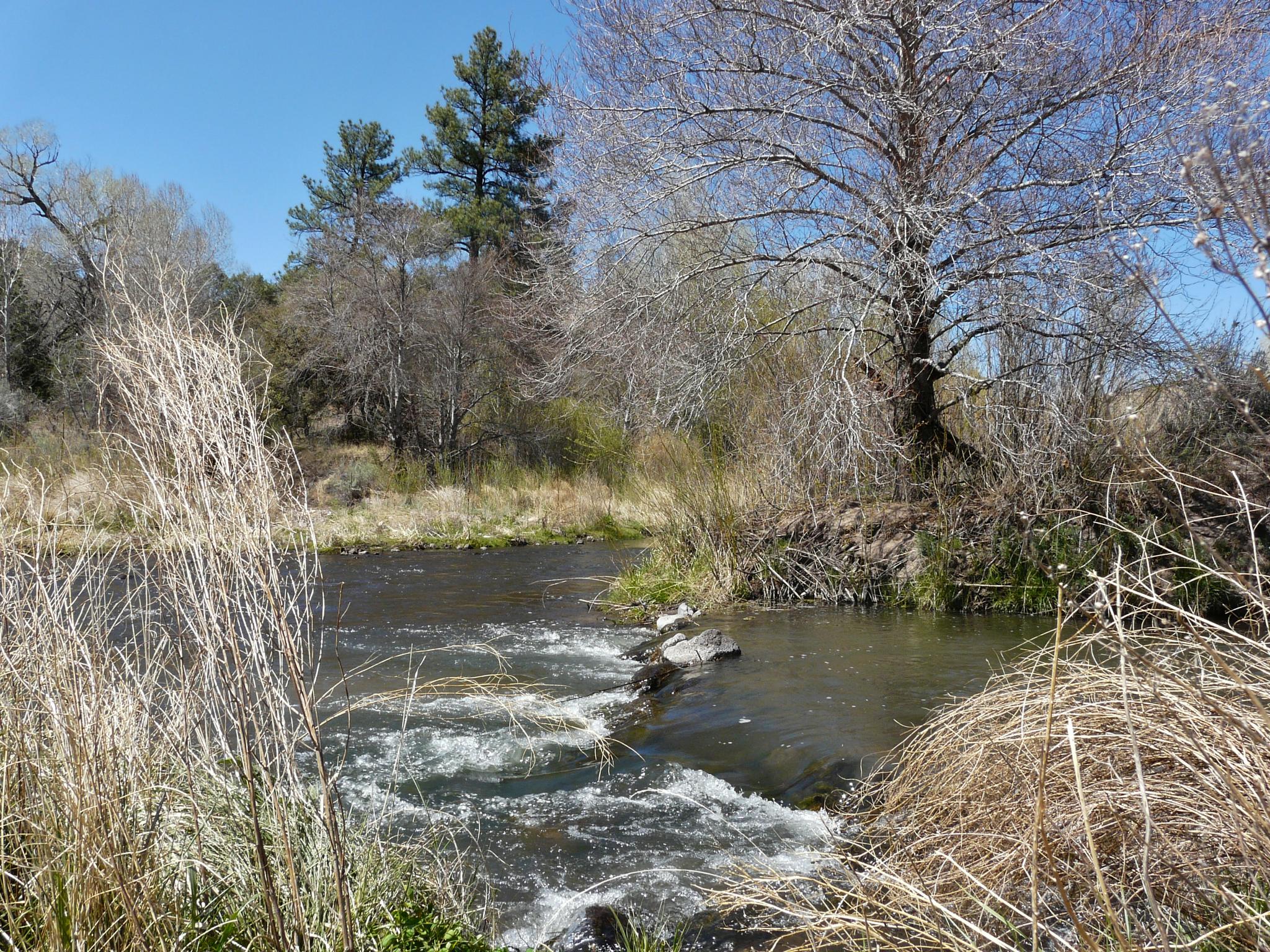 Sunny river with small rapids, surrounded by dry grass and trees.
