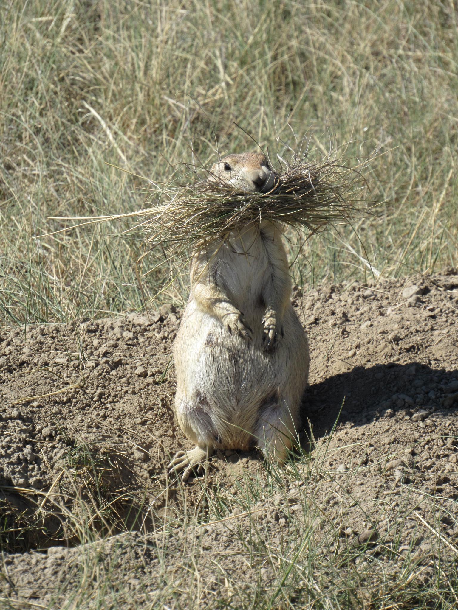 A prairie dog stands upright with dry grass around its neck on sunny ground.