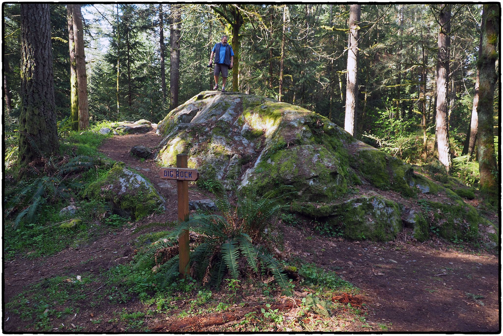 Hiker standing on a large mossy rock in a sunlit forest. - Big Rock Park Loop