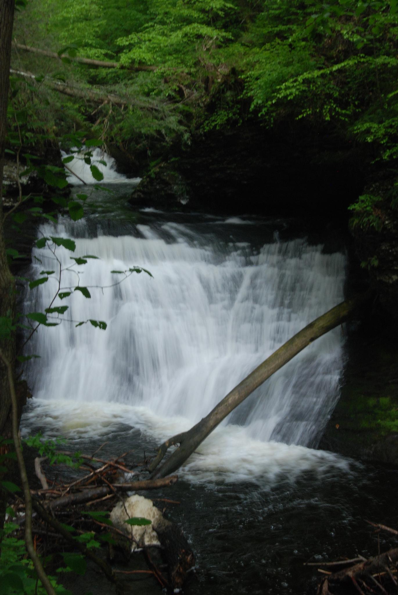 Cascading waterfall in a shaded forest, with a log across the stream.