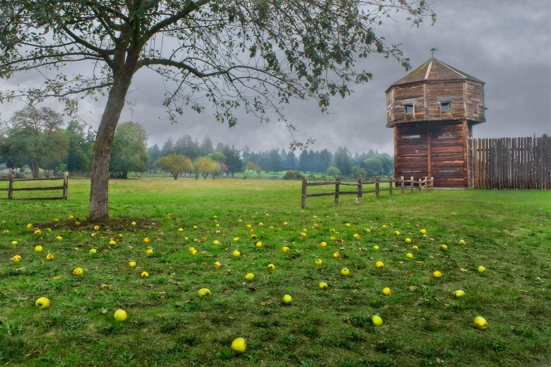 Overcast view of a grassy field with fallen apples, a tree, and a wooden tower.