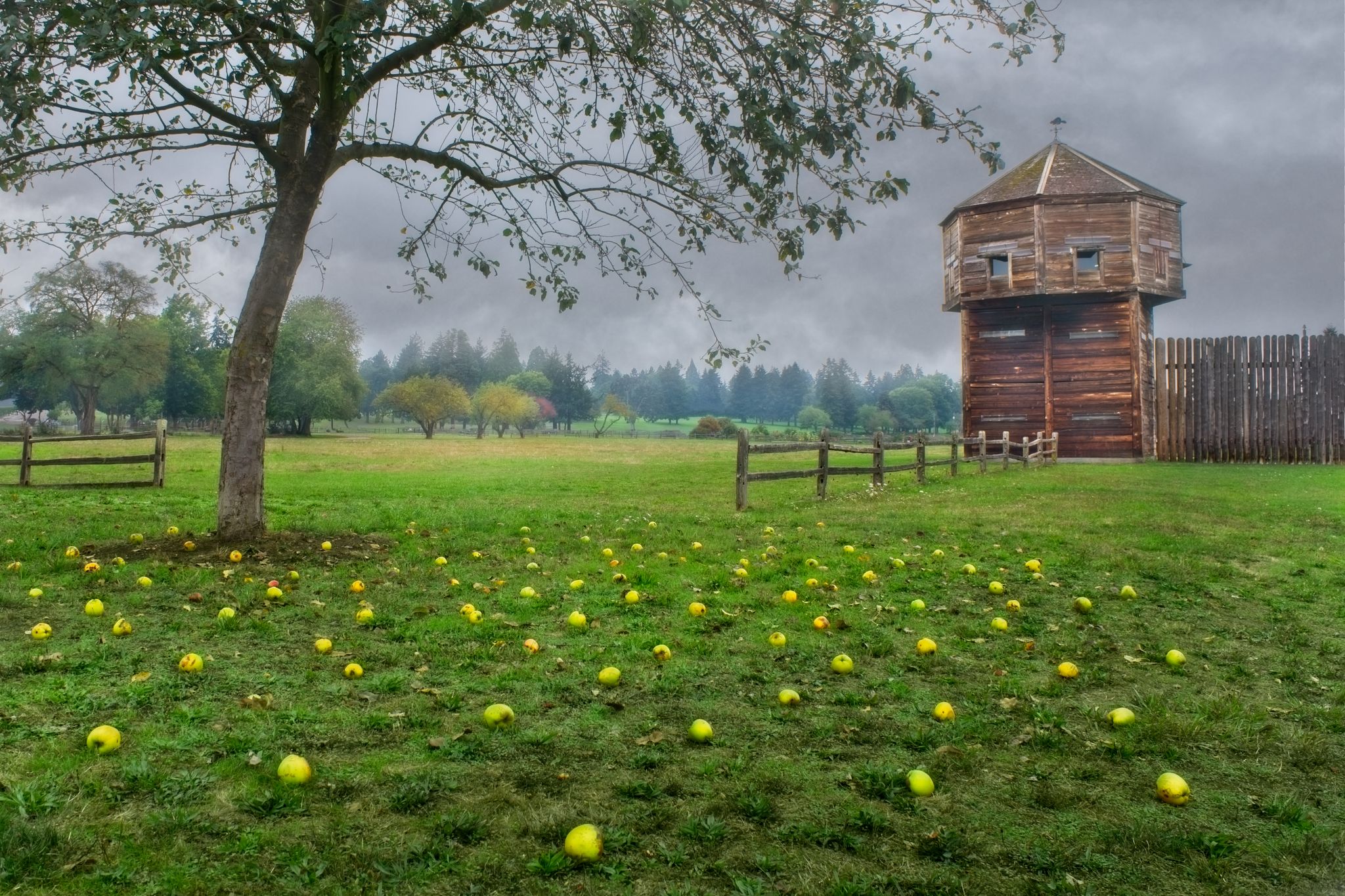 Overcast view of a grassy field with fallen apples, a tree, and a wooden tower. - Fort Vancouver – Waterfront Park loop from Vancouver