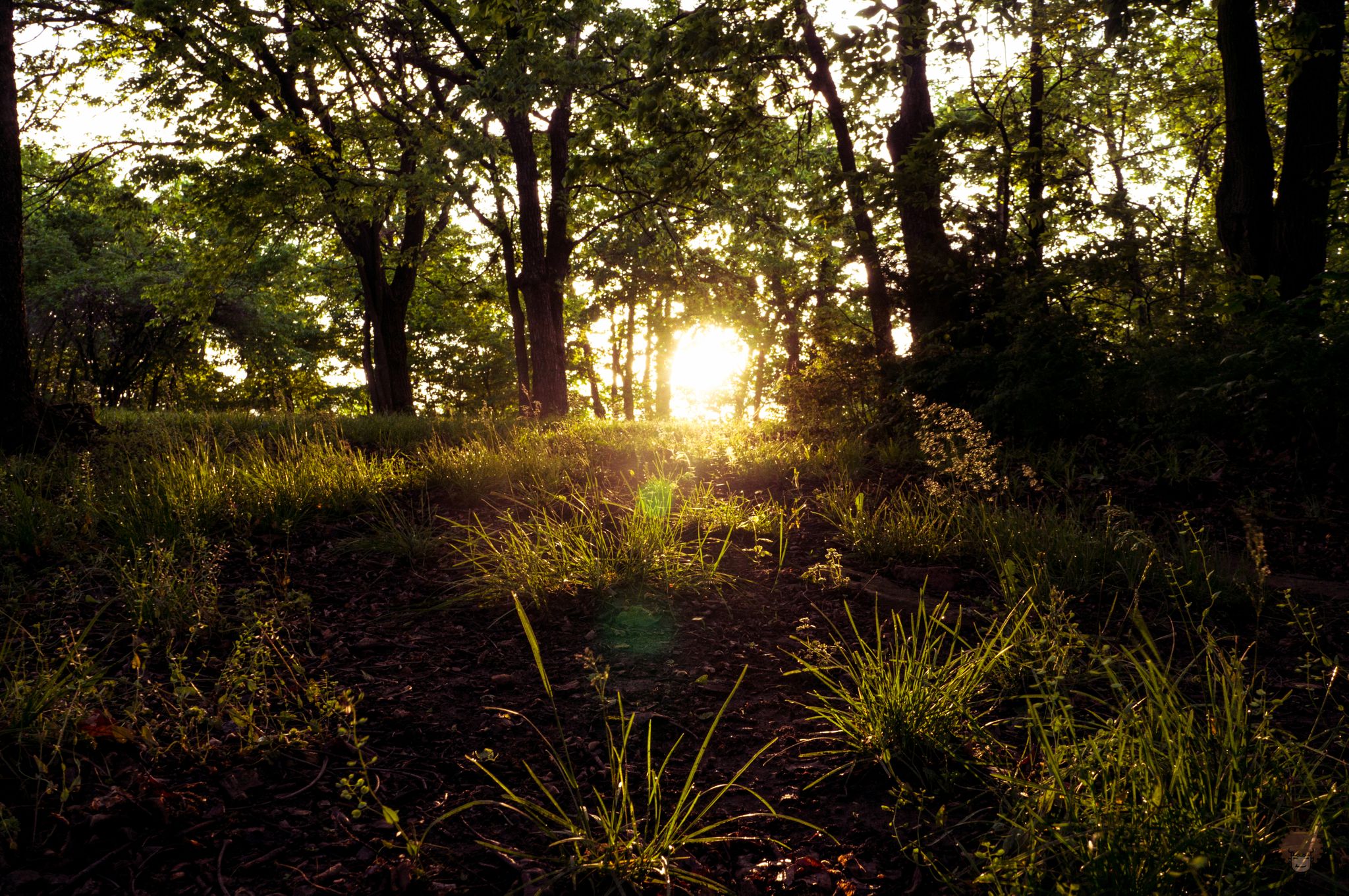 Golden sunlight shines through trees at the edge of a grassy forest. - Perry Lake loop