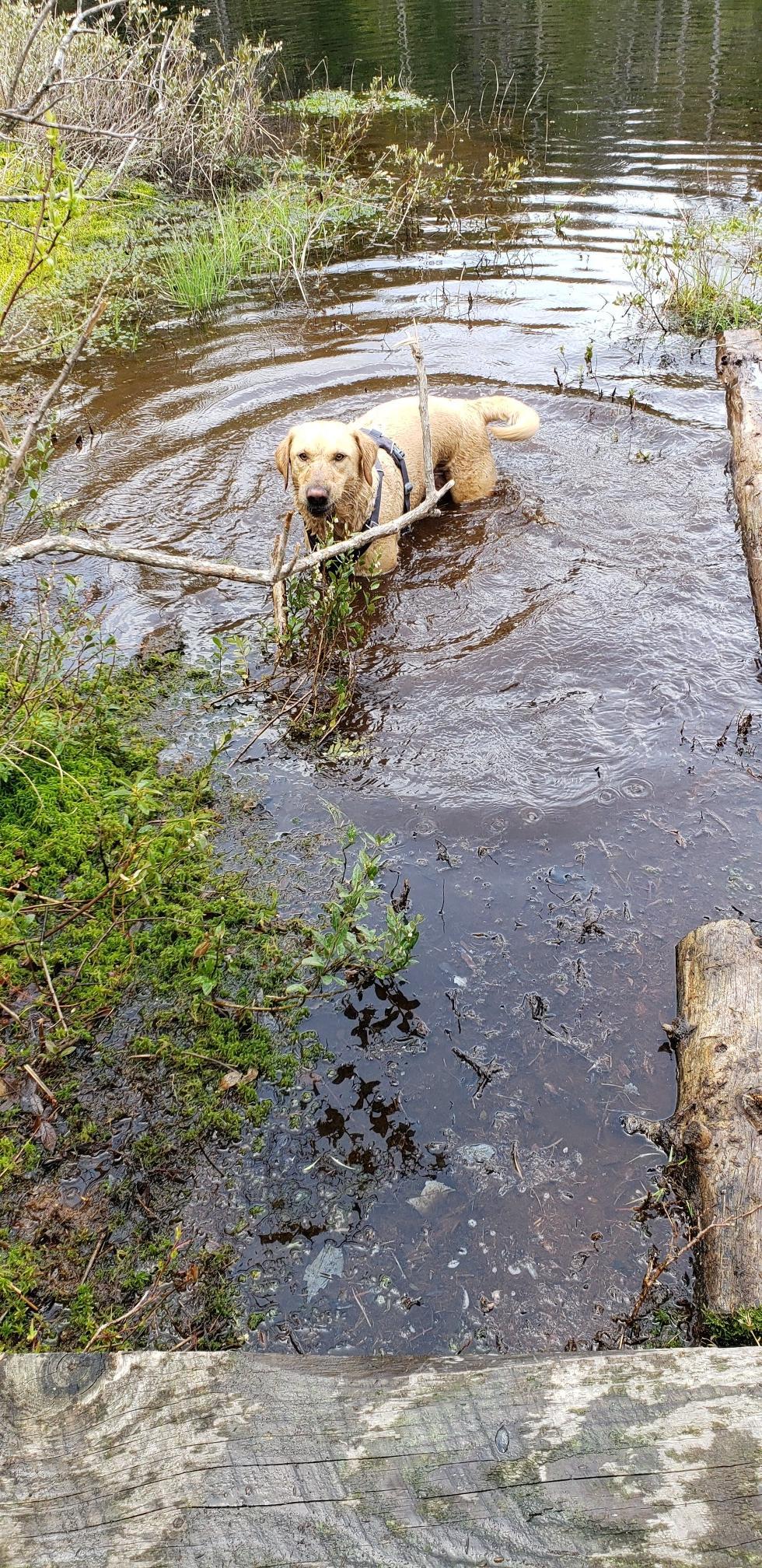A yellow dog stands in shallow water with a stick, looking at the camera.