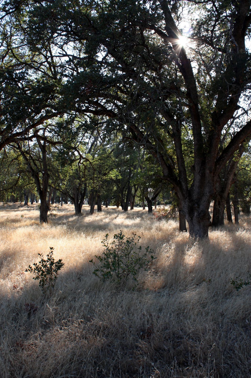 Sunlight filters through dense trees onto a field of golden dry grass. - Pleasant Grove Creek Trail (south branch)
