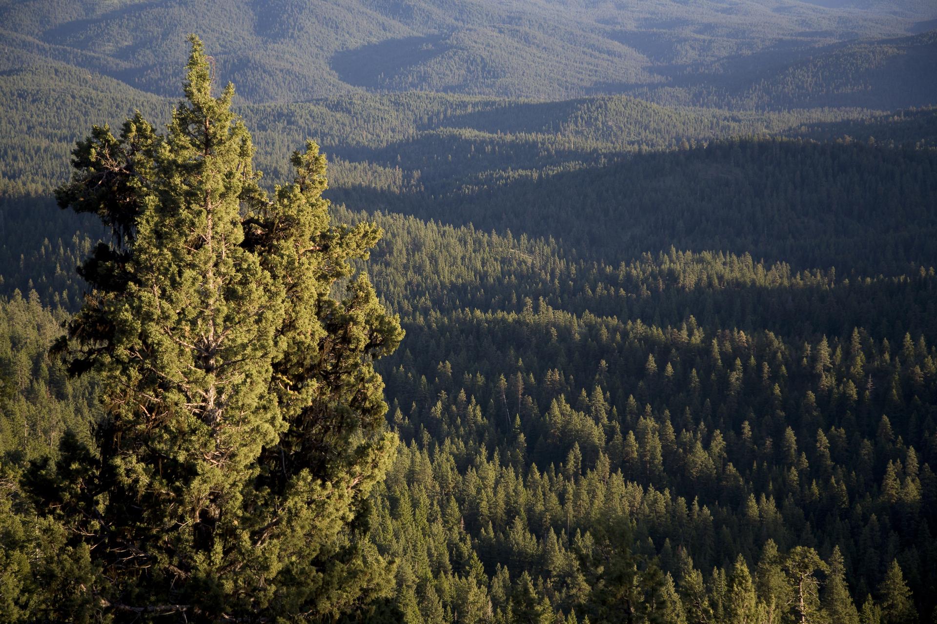 A tall evergreen tree overlooks a vast, forested mountain landscape.