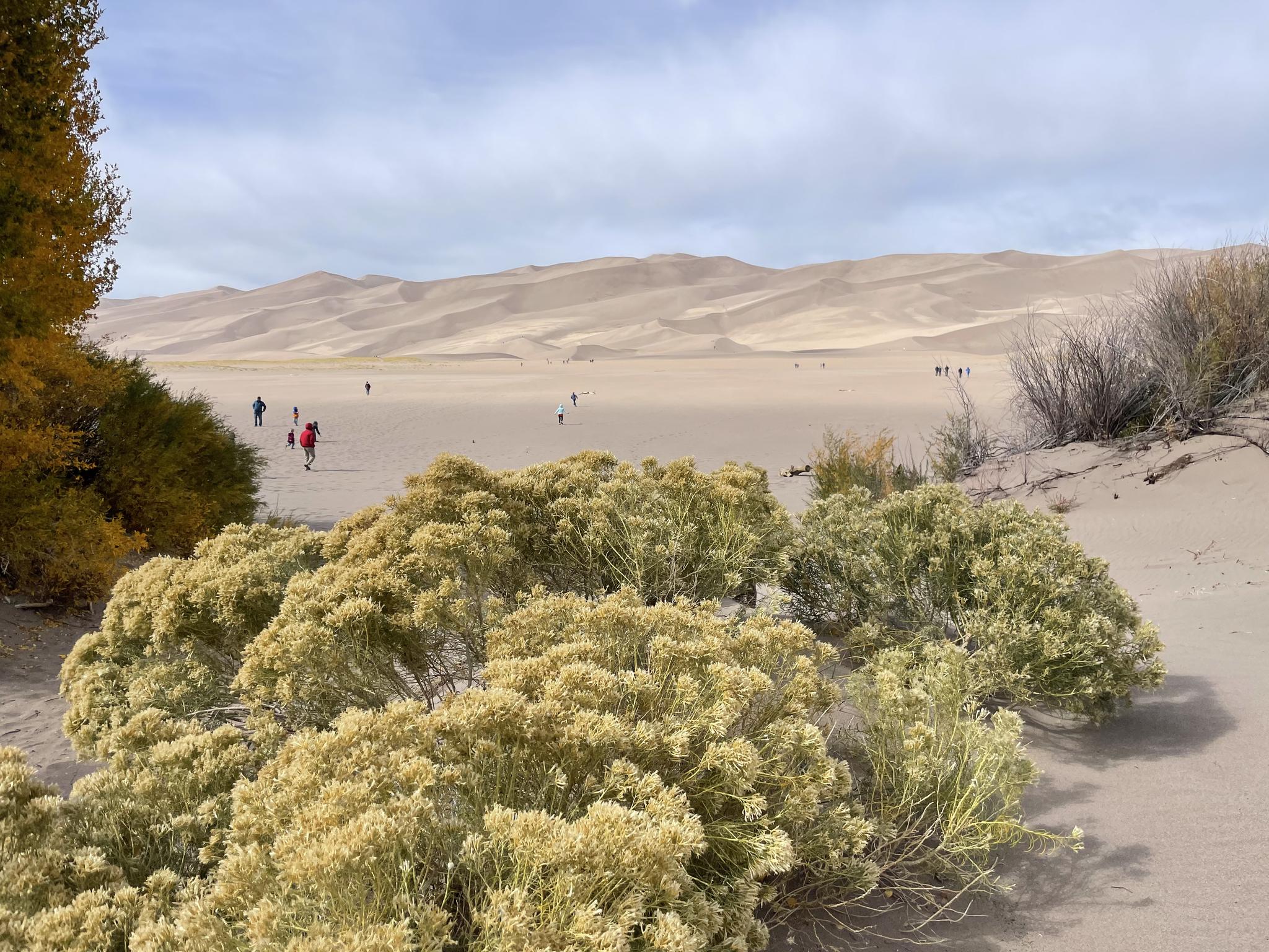 Green and yellow desert shrubs in foreground, with people walking on vast sand dunes.