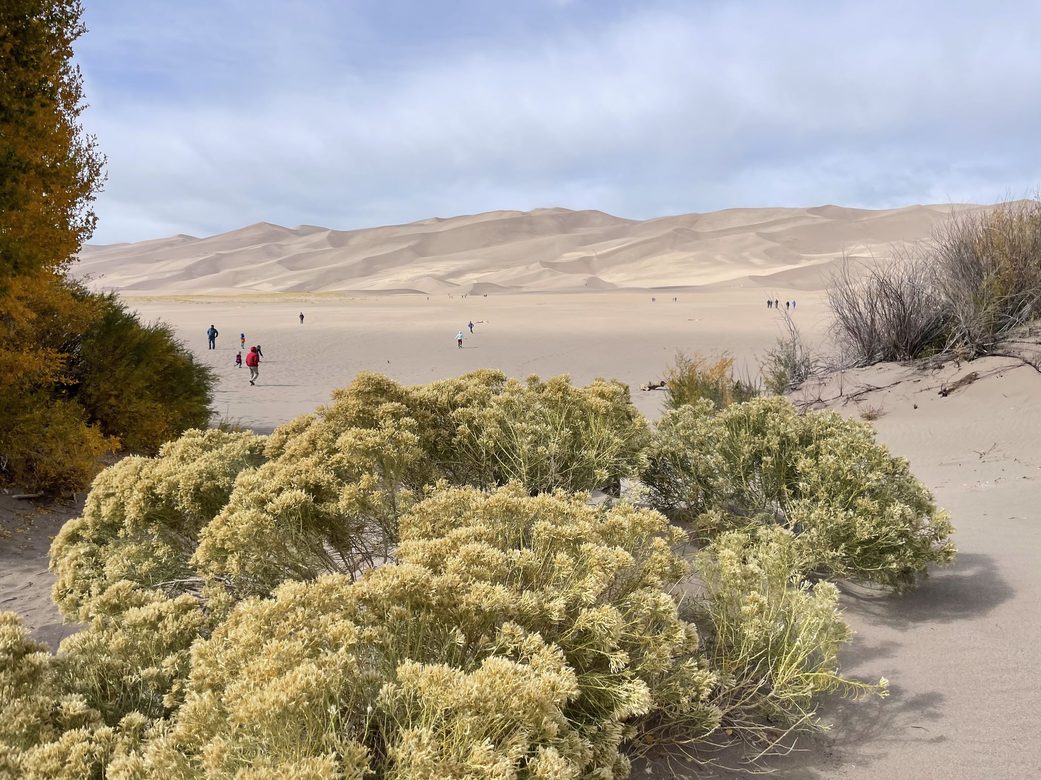 Green and yellow desert shrubs in foreground, with people walking on vast sand dunes. - High Dune Trail