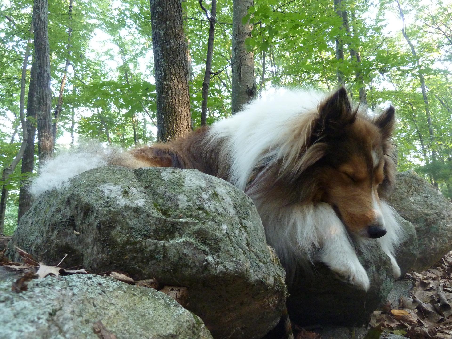 A fluffy dog sleeps peacefully on mossy rocks in a sunlit forest.
