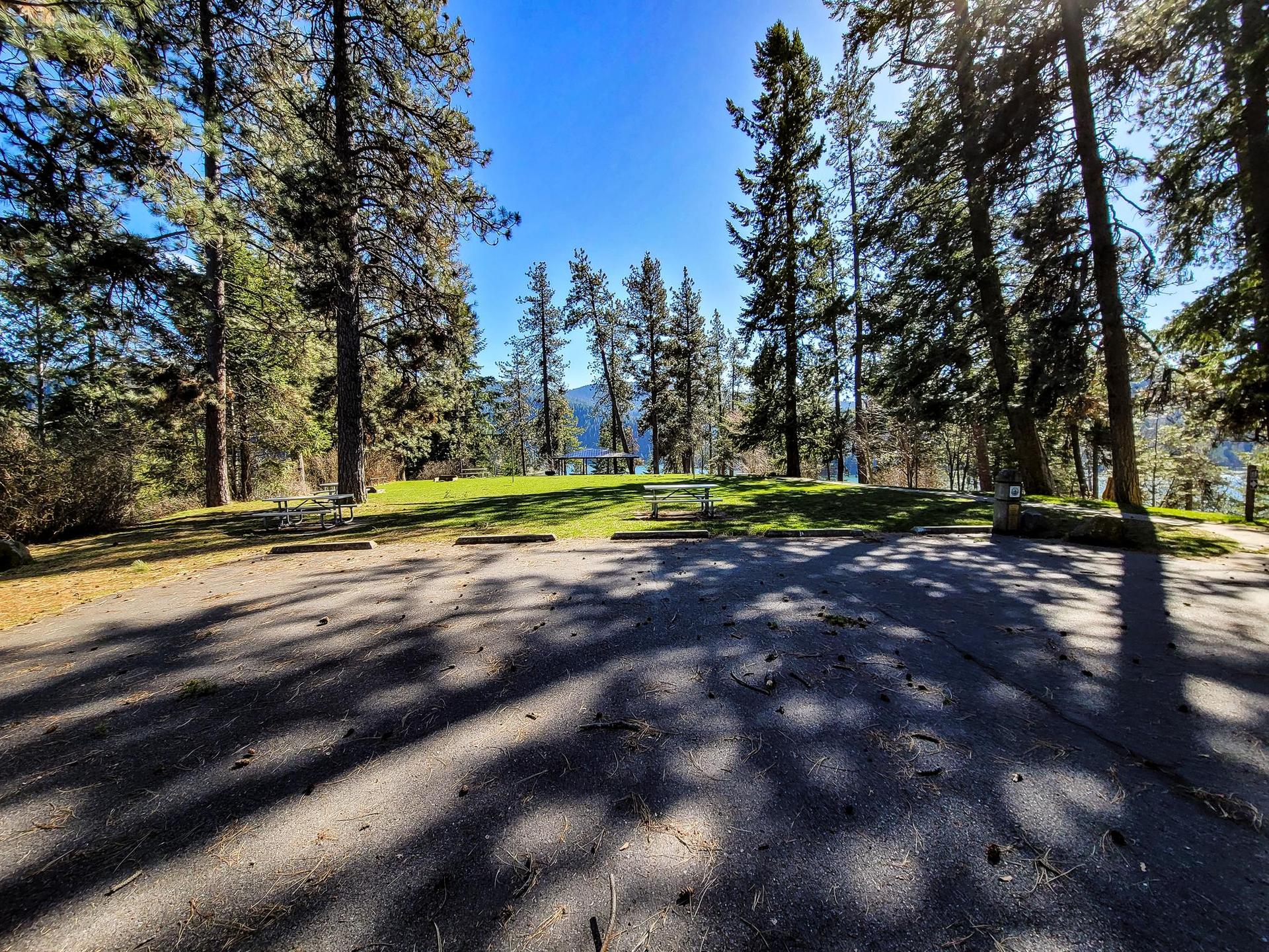 Sunny park with tall pine trees, green grass, and dappled paved areas.