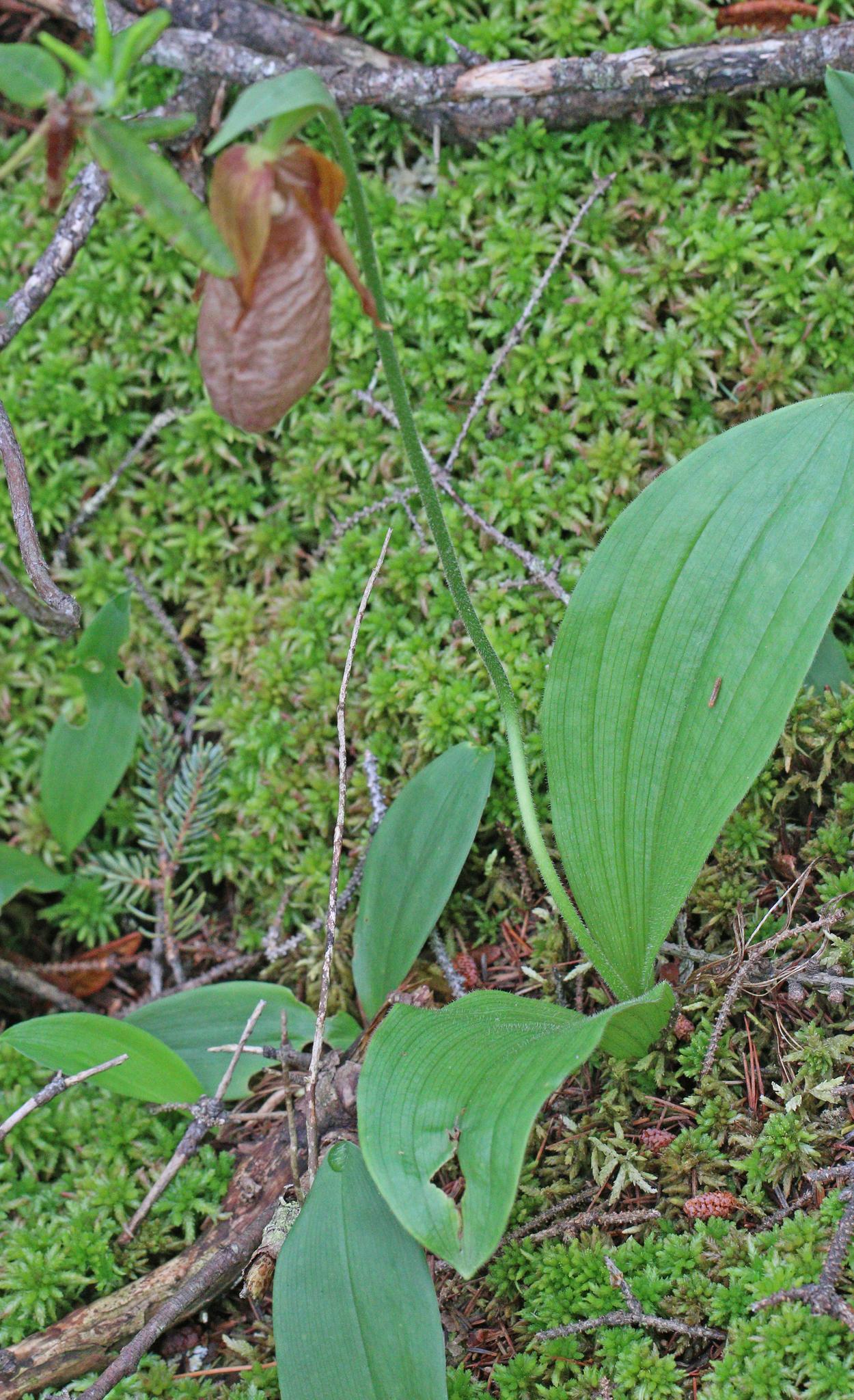 A brown lady slipper orchid grows on a mossy forest floor.