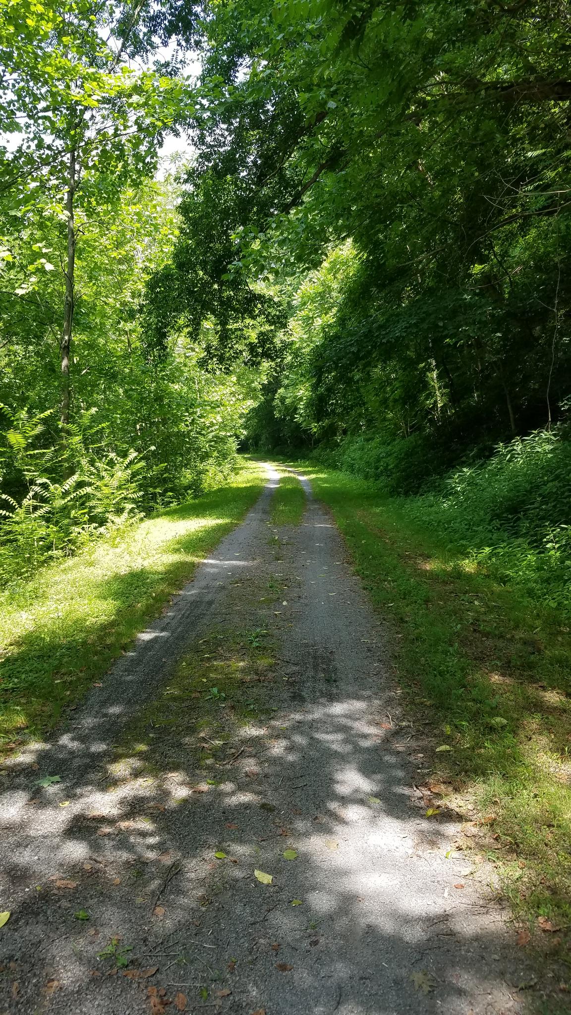 A shaded dirt path through a dense green forest with dappled sunlight.