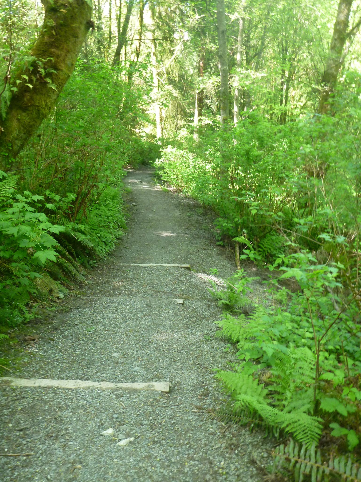 A sun-dappled gravel path with wooden steps winding through a lush green forest.