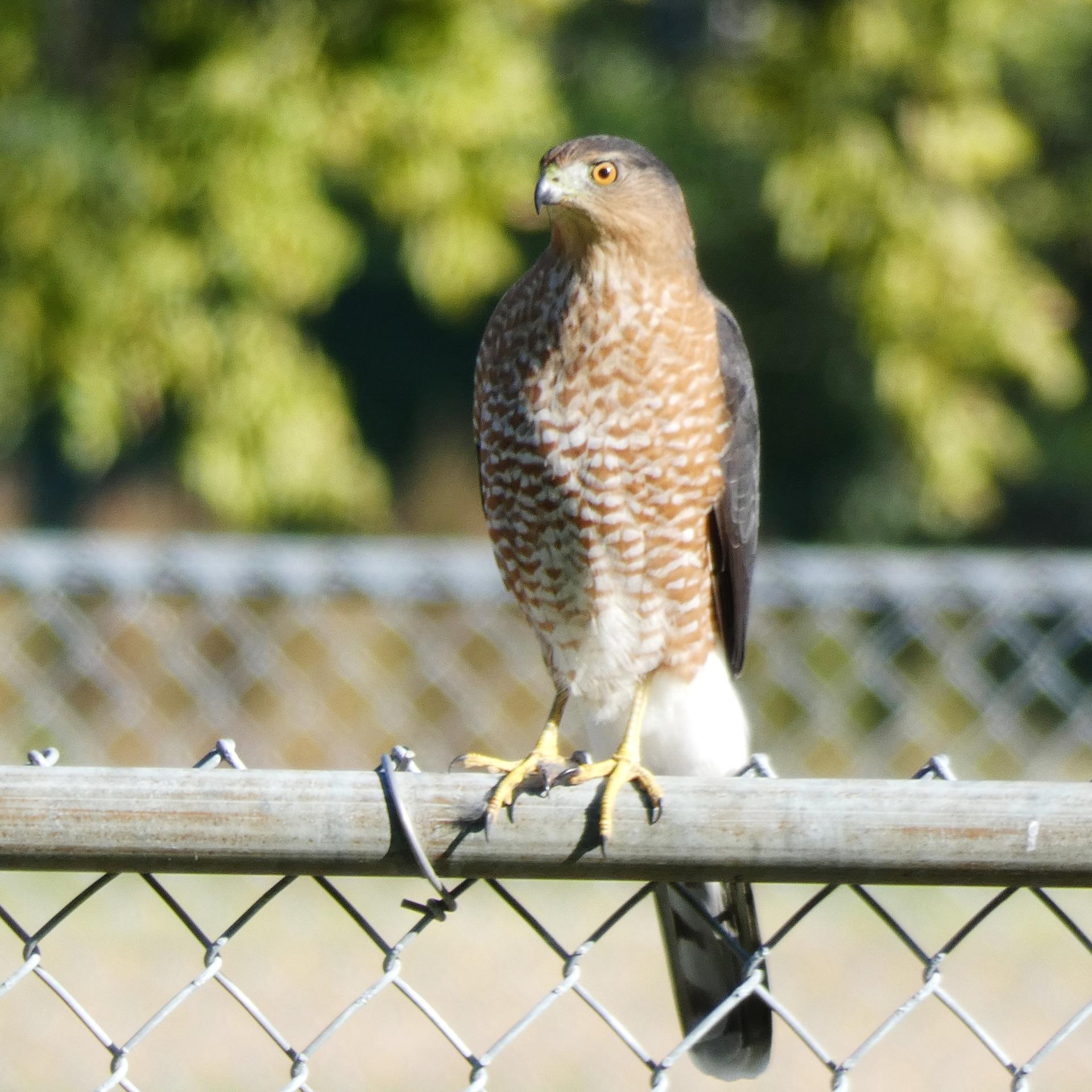 A brown and white hawk perches on a chain-link fence in bright light.