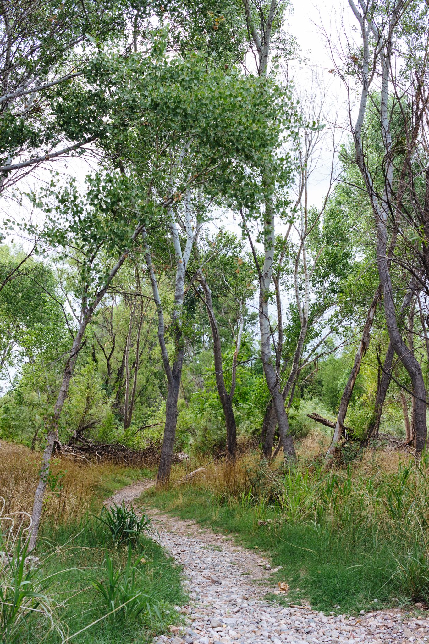 A gravel path winds through a lush green forest under bright light.