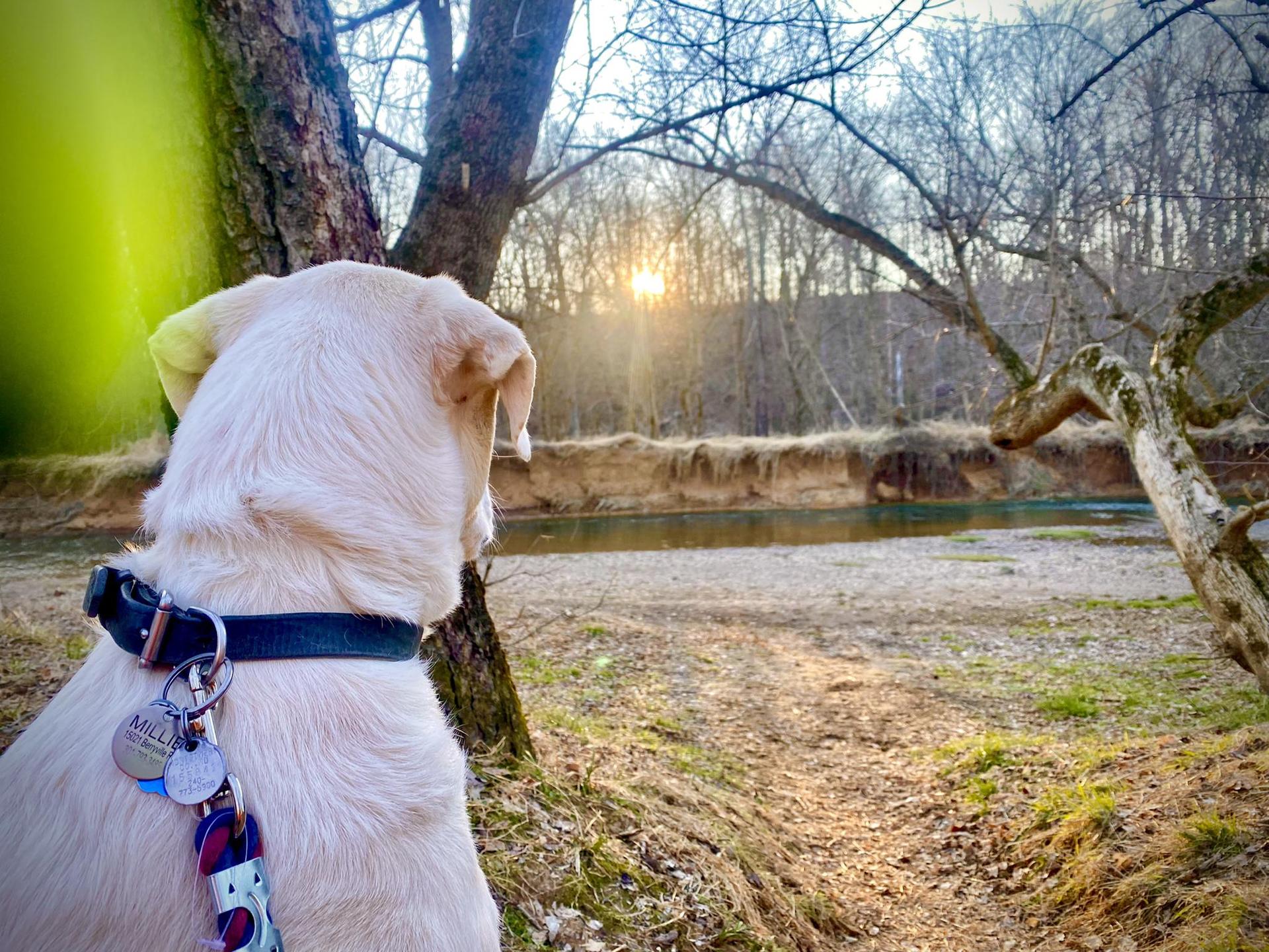 A dog watches the sunset over a river in a bare forest.