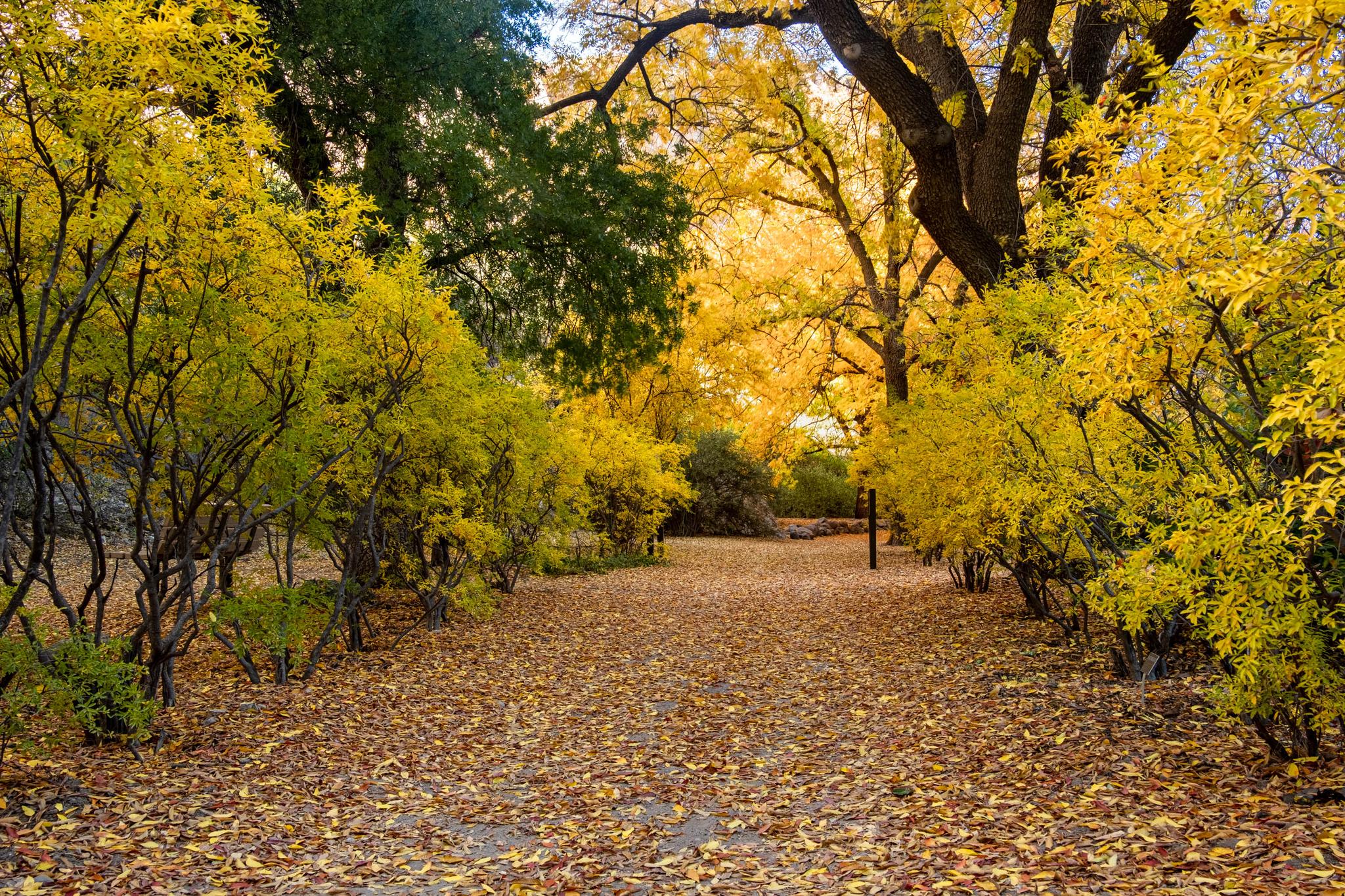 A path covered in golden autumn leaves, surrounded by bright yellow trees.