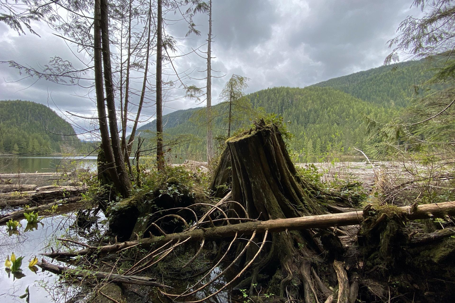Large tree stump and fallen logs by a calm lake under cloudy skies.