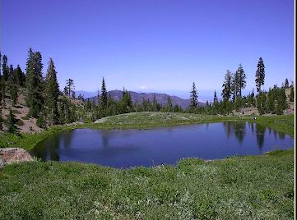 Small, calm lake surrounded by green grass and pine trees under clear sky.