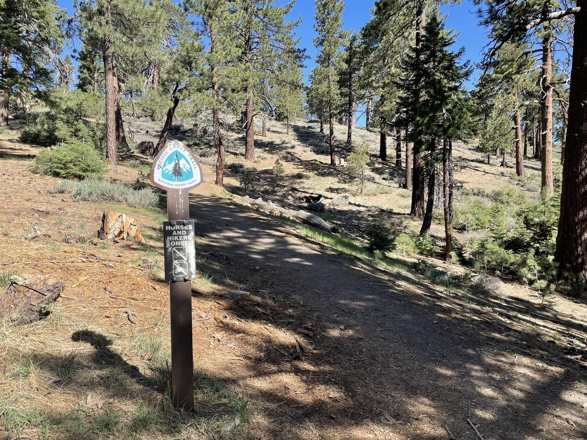 Trail marker beside a dirt path through a sunlit pine forest on a hillside.