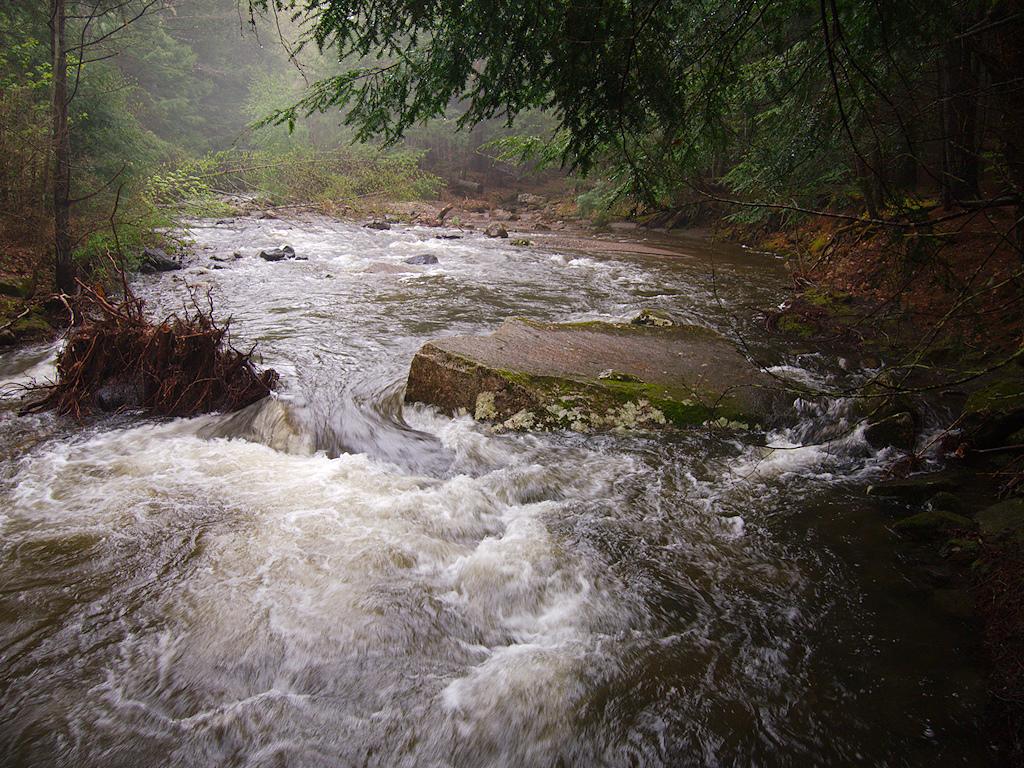 Rushing river with white water flowing through a dense, misty forest.