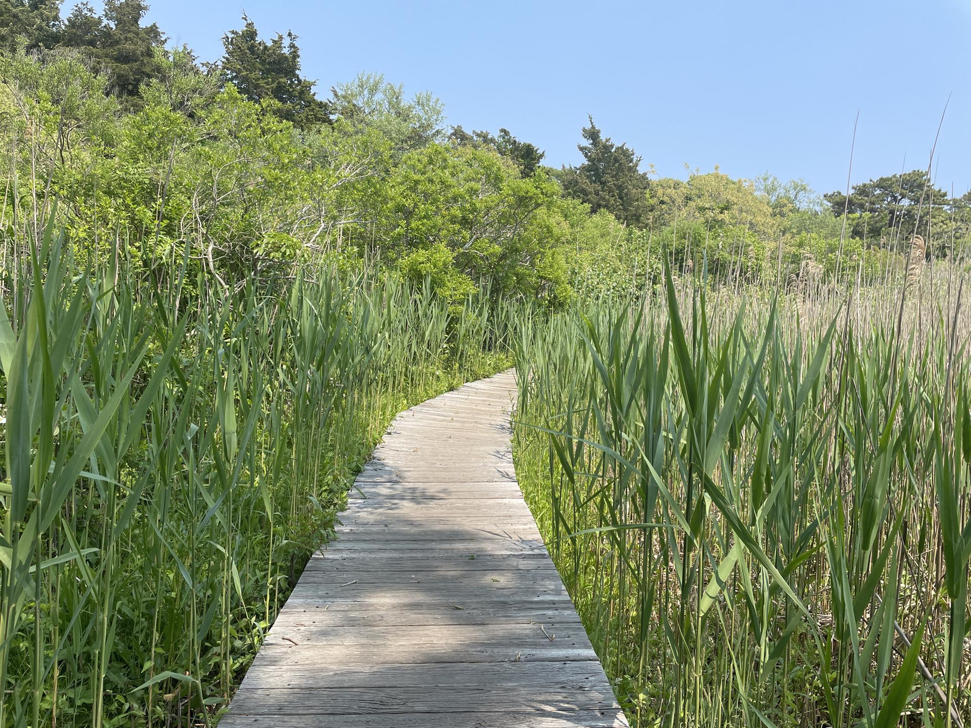 Wooden boardwalk winding through tall green reeds on a sunny day.