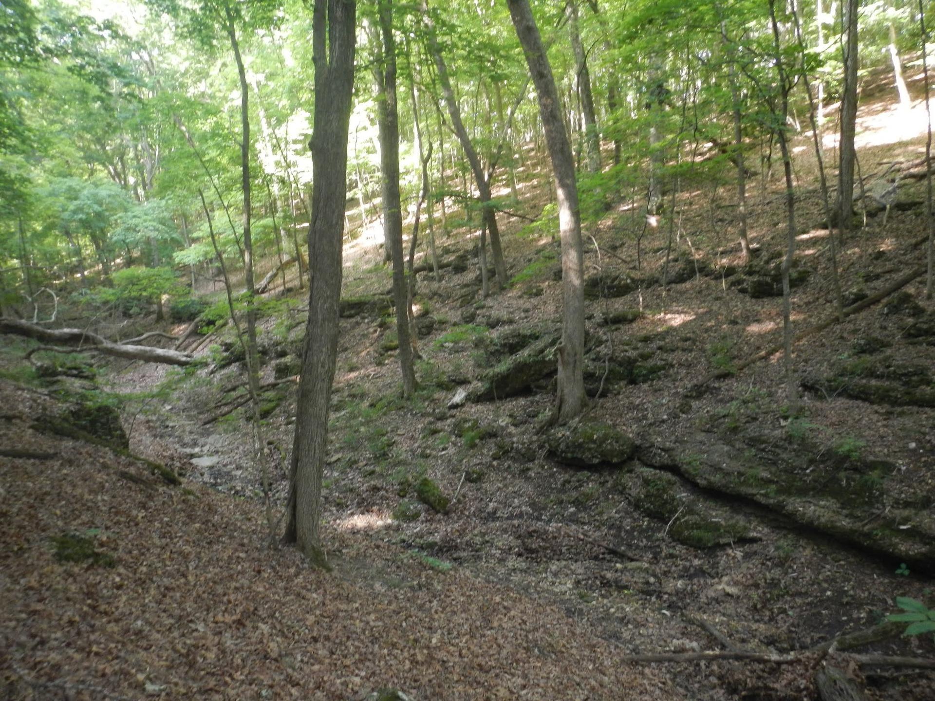 Sunny, wooded ravine with rocky slopes and fallen leaves.