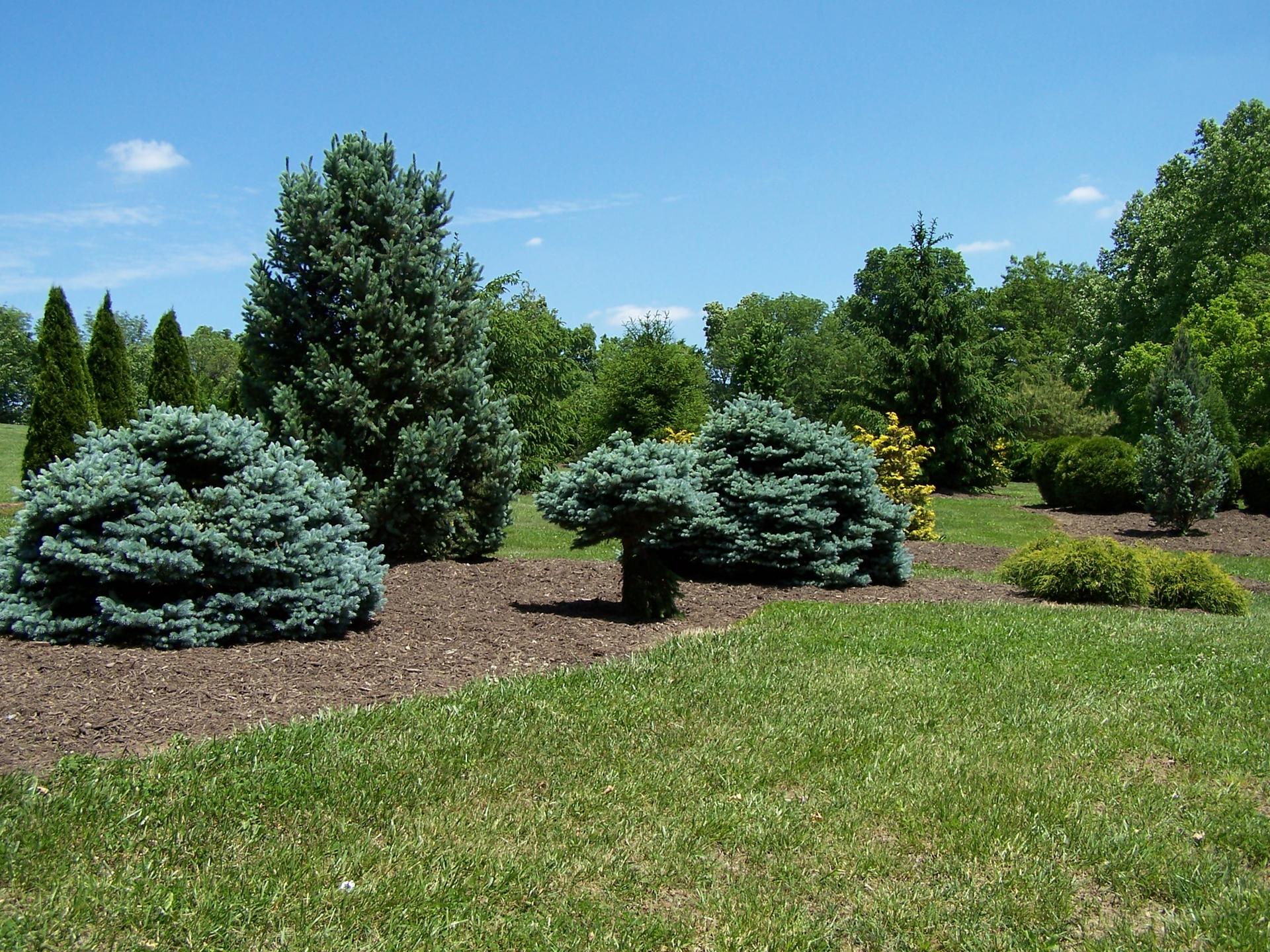A sunny landscape with various evergreen trees and shrubs on a green lawn.