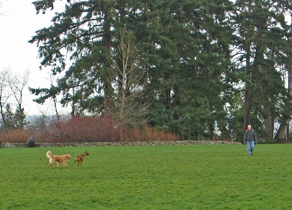A person walks dogs playing in a large grassy field with tall trees.
