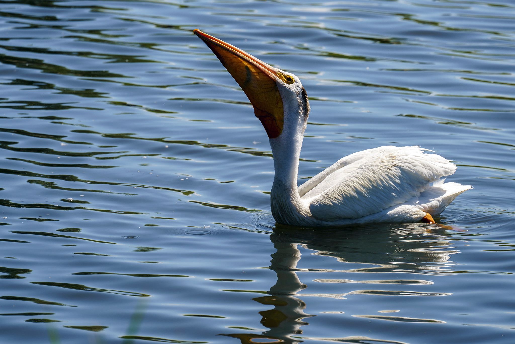 A white pelican with its beak open, floating on blue water. - Arapaho Bend Natural Area loop