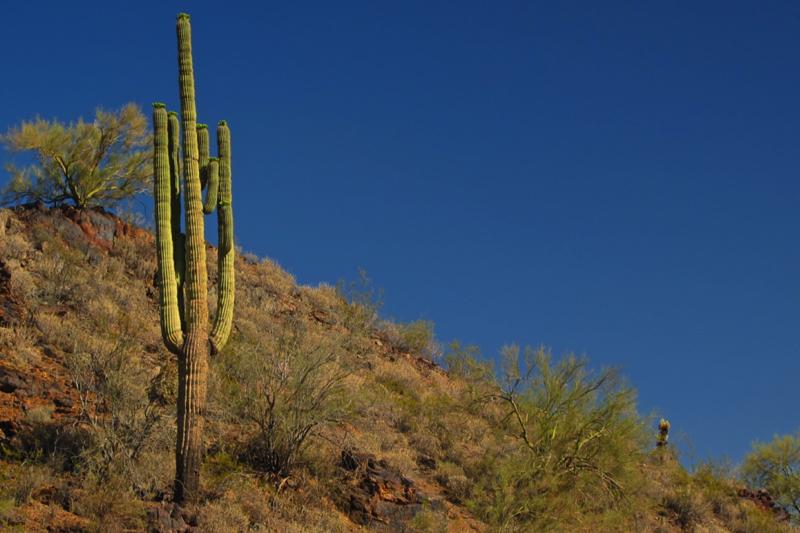 Tall saguaro cactus on a rocky desert hillside under a deep blue sky.