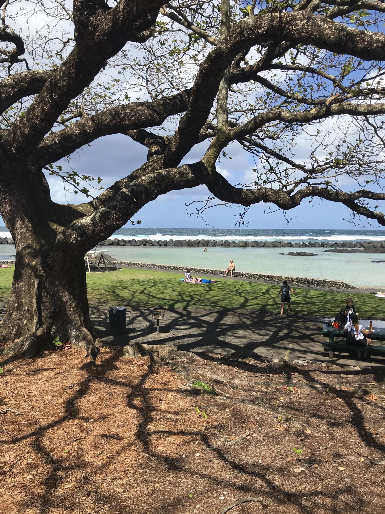 Large tree with dappled shadows over people enjoying a sunny coastal park.