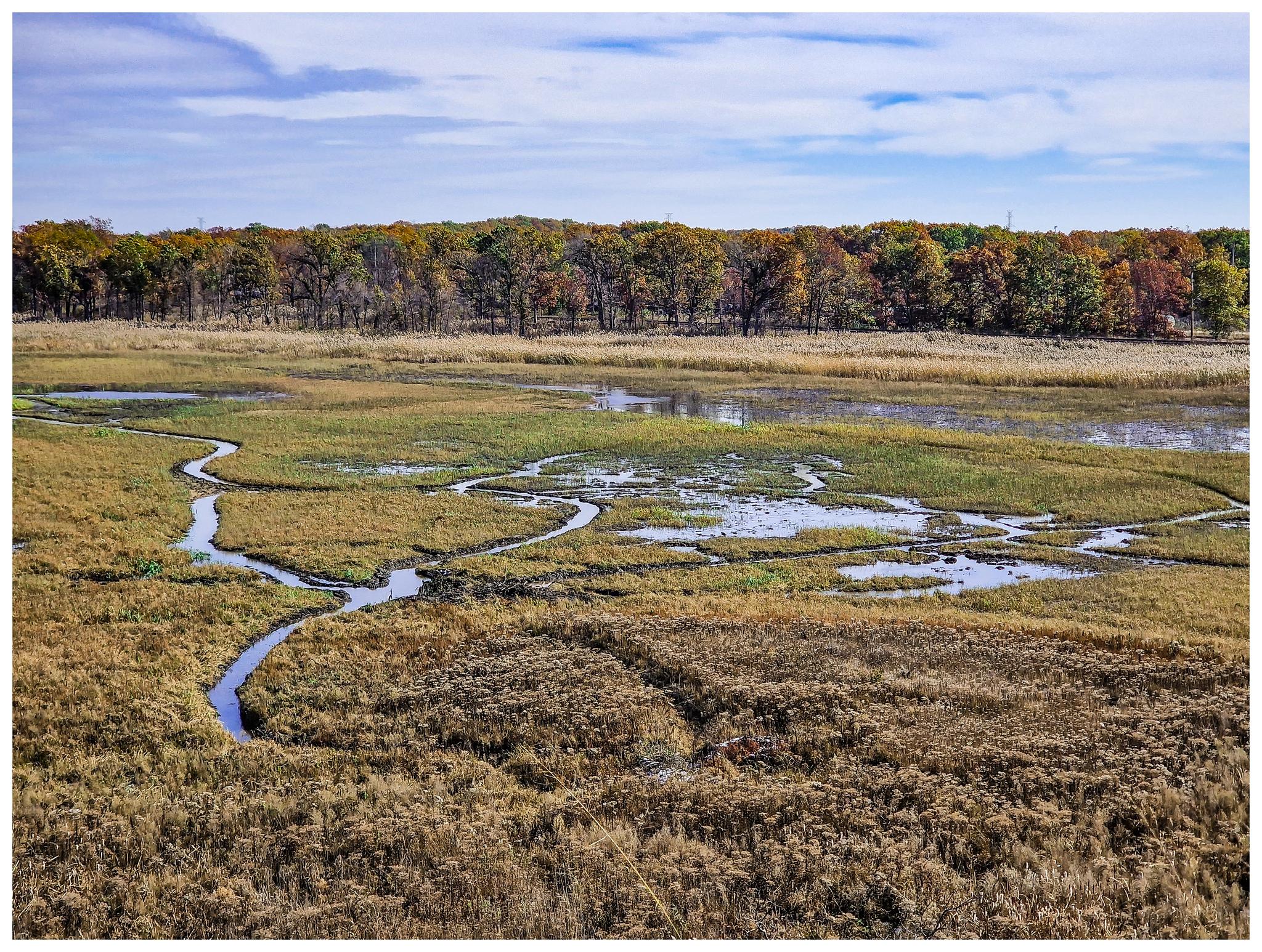 Winding streams flow through a grassy wetland with a distant autumn forest.