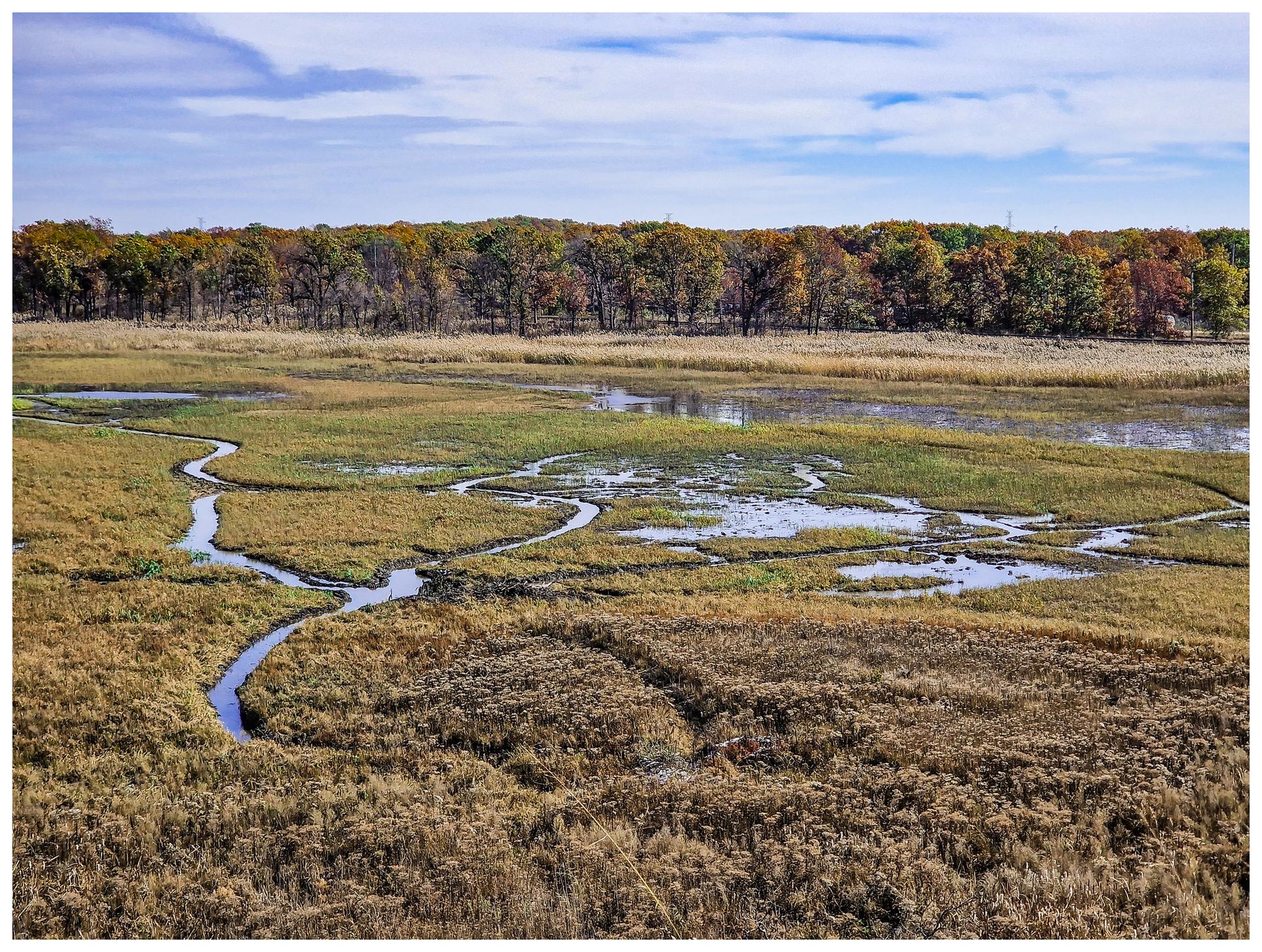 Winding streams flow through a grassy wetland with a distant autumn forest.