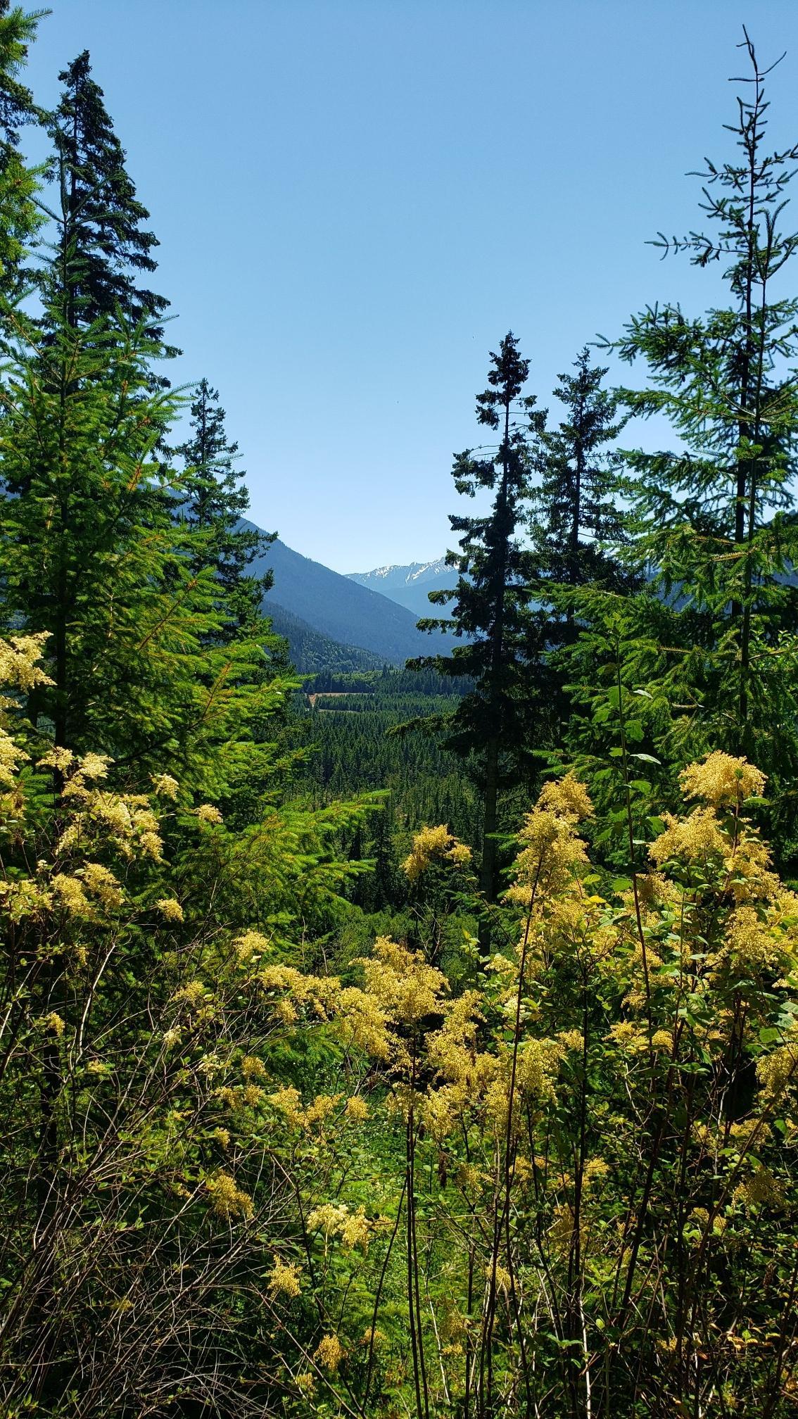 Mountain valley view through pine trees and yellow wildflowers under clear sky.