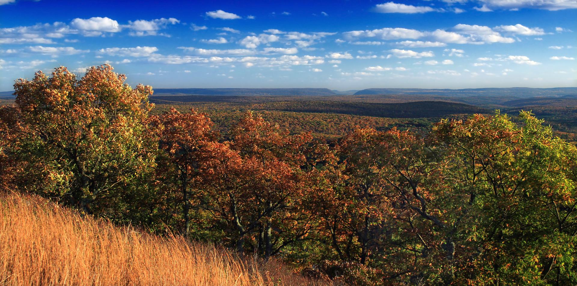 Vast autumn forest landscape under a bright blue sky with clouds.