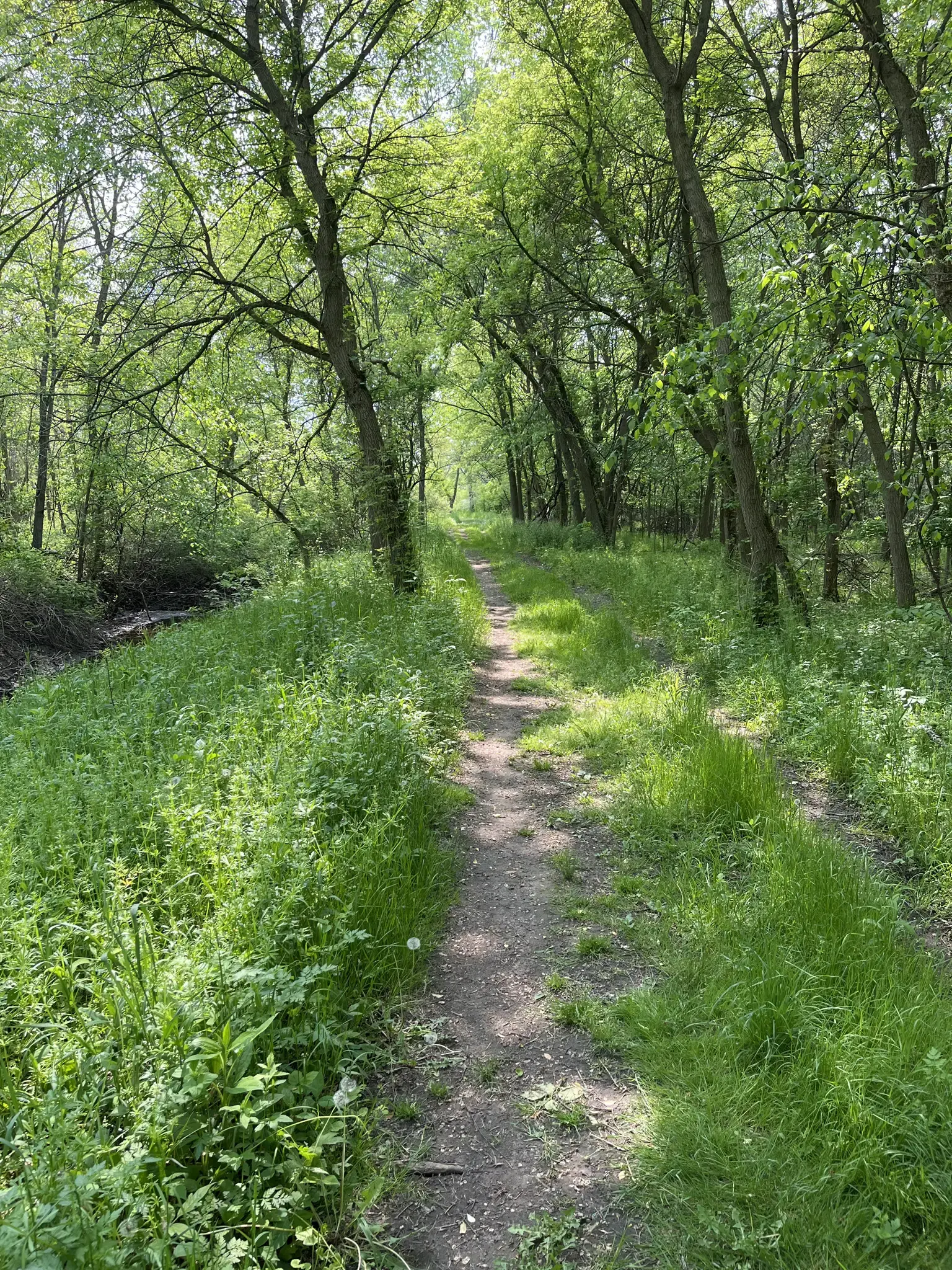 A sun-dappled dirt path winds through a vibrant green forest.