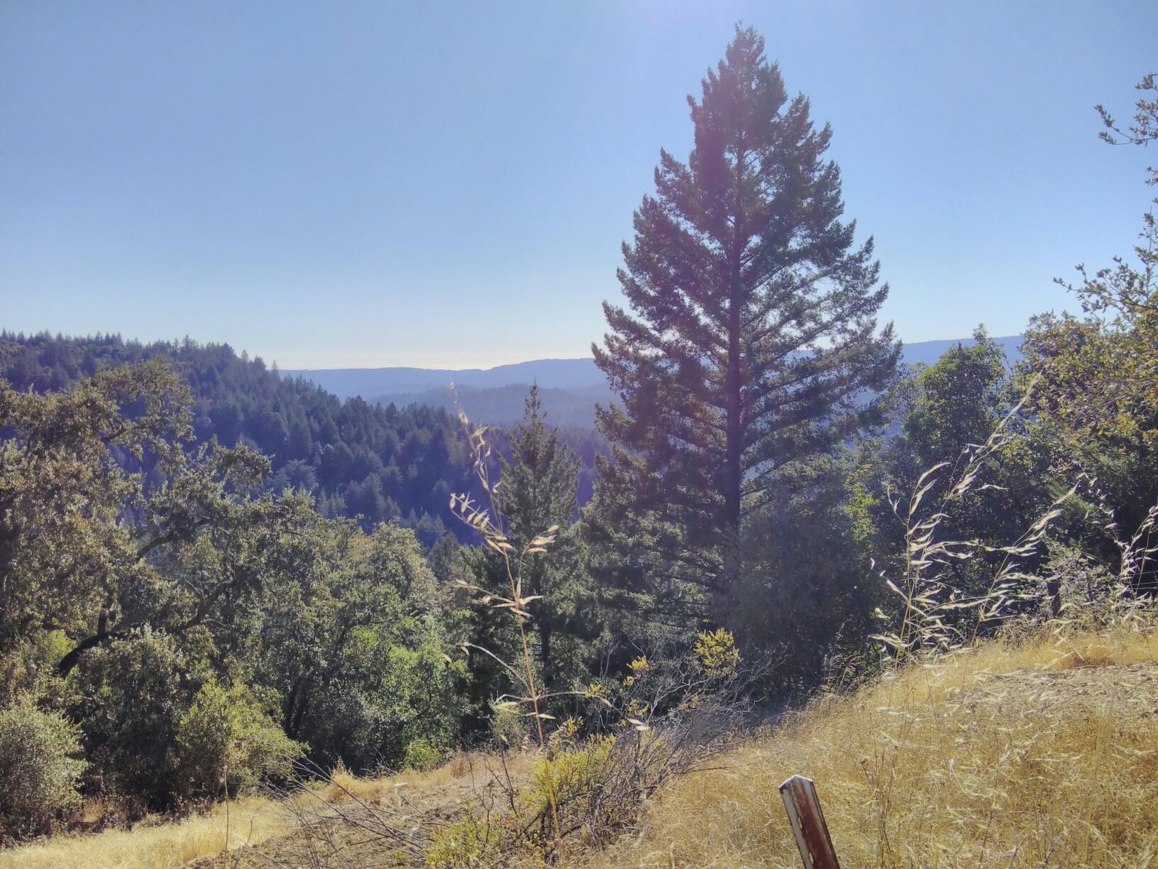 A tall evergreen tree stands on a sunny hillside overlooking forested valleys.