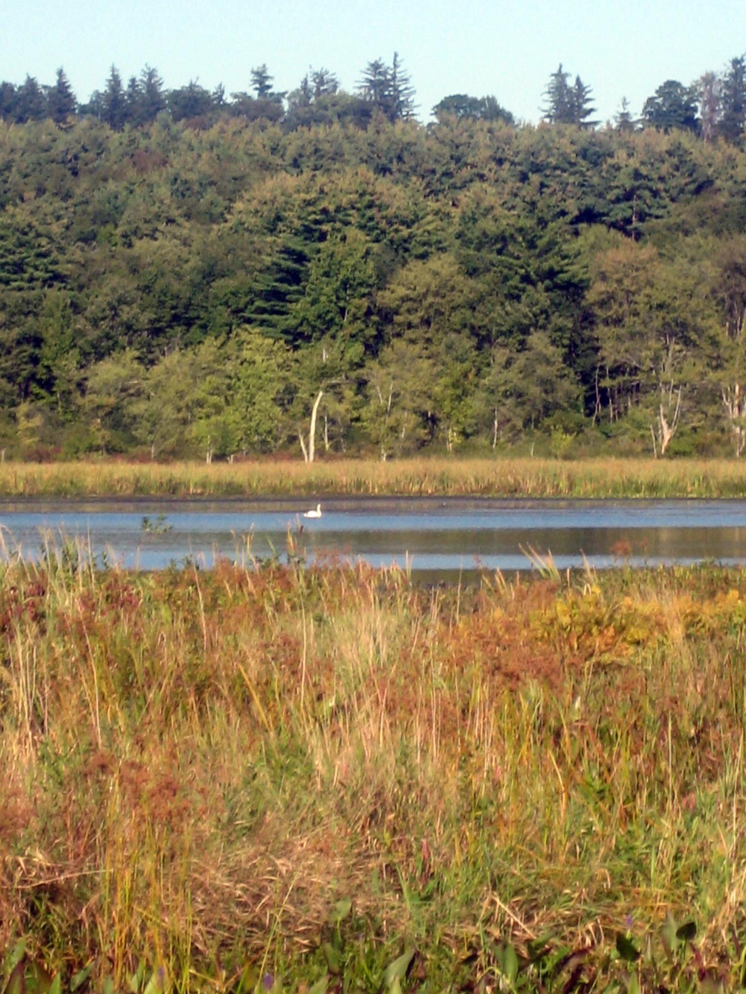 A white bird swims on calm water, surrounded by tall grasses and a dense forest.