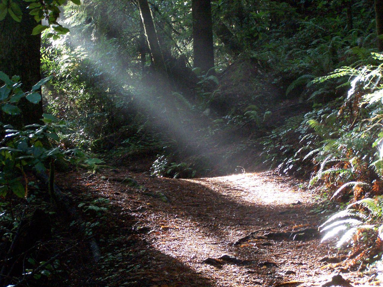 Dramatic sunbeams illuminate a dark forest path through dense green foliage.