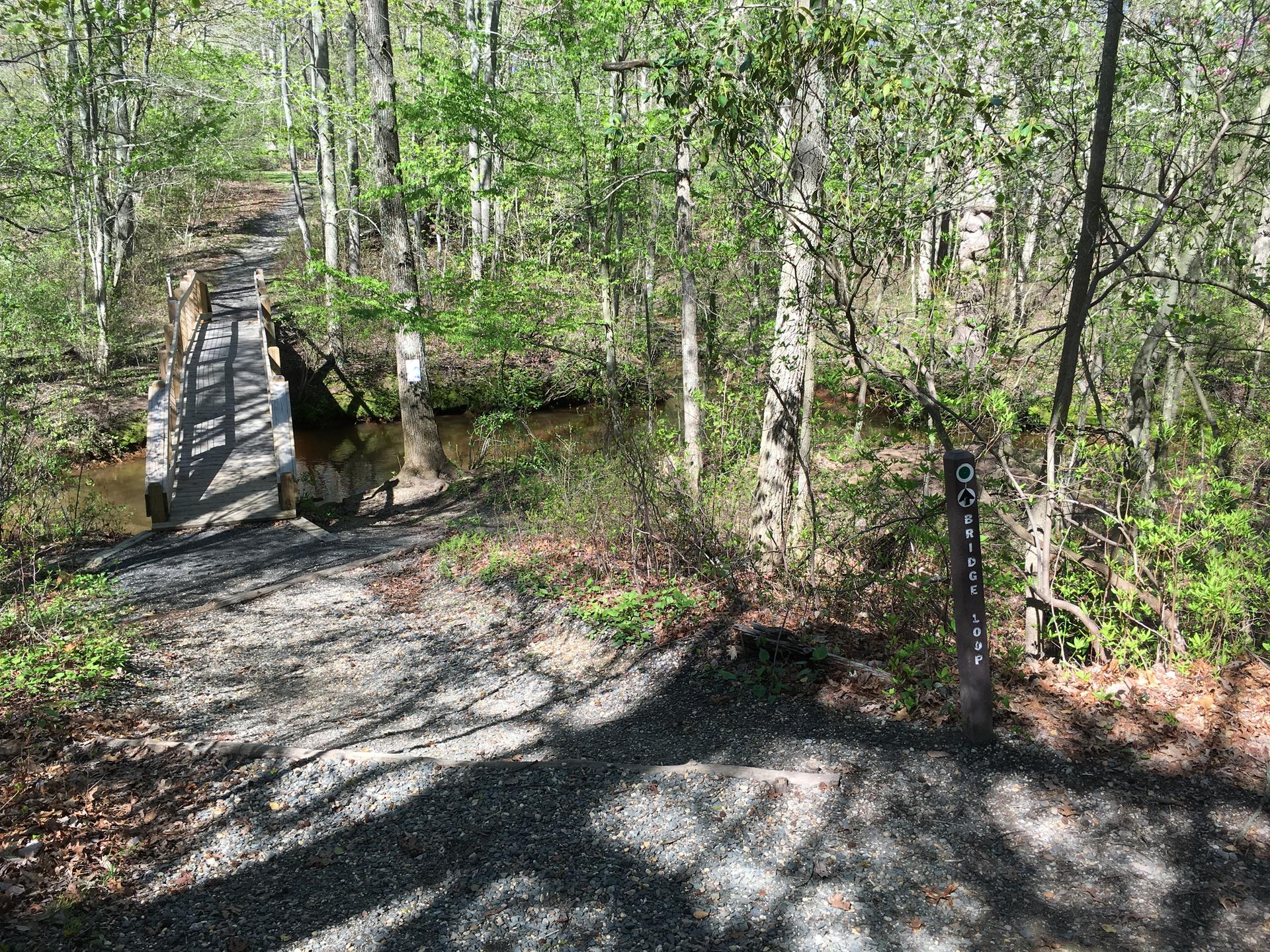 A wooden bridge crosses a stream in a sunny, green forest.