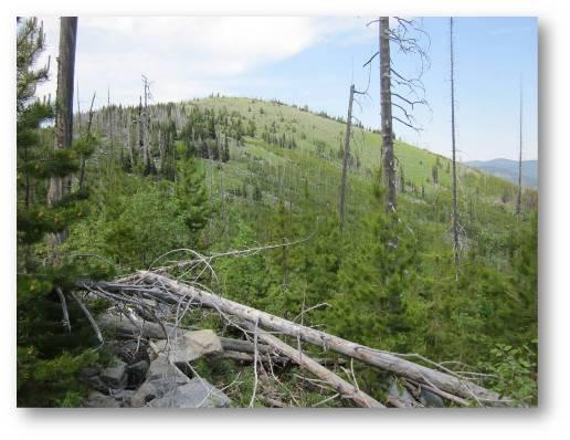 Bright hillside with green trees, dead trunks, and fallen logs.