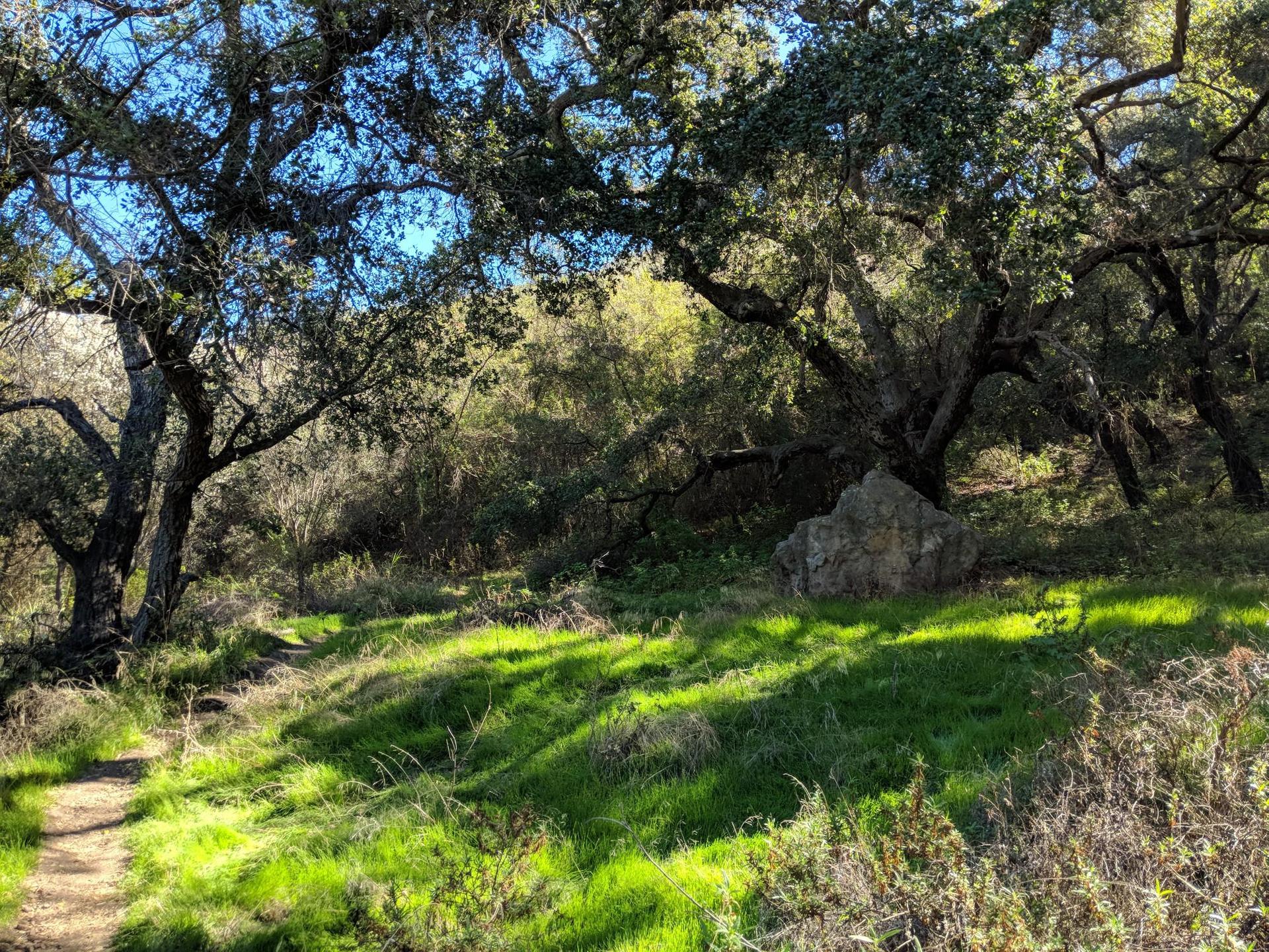 A sun-dappled forest path winds through large trees and bright green grass.