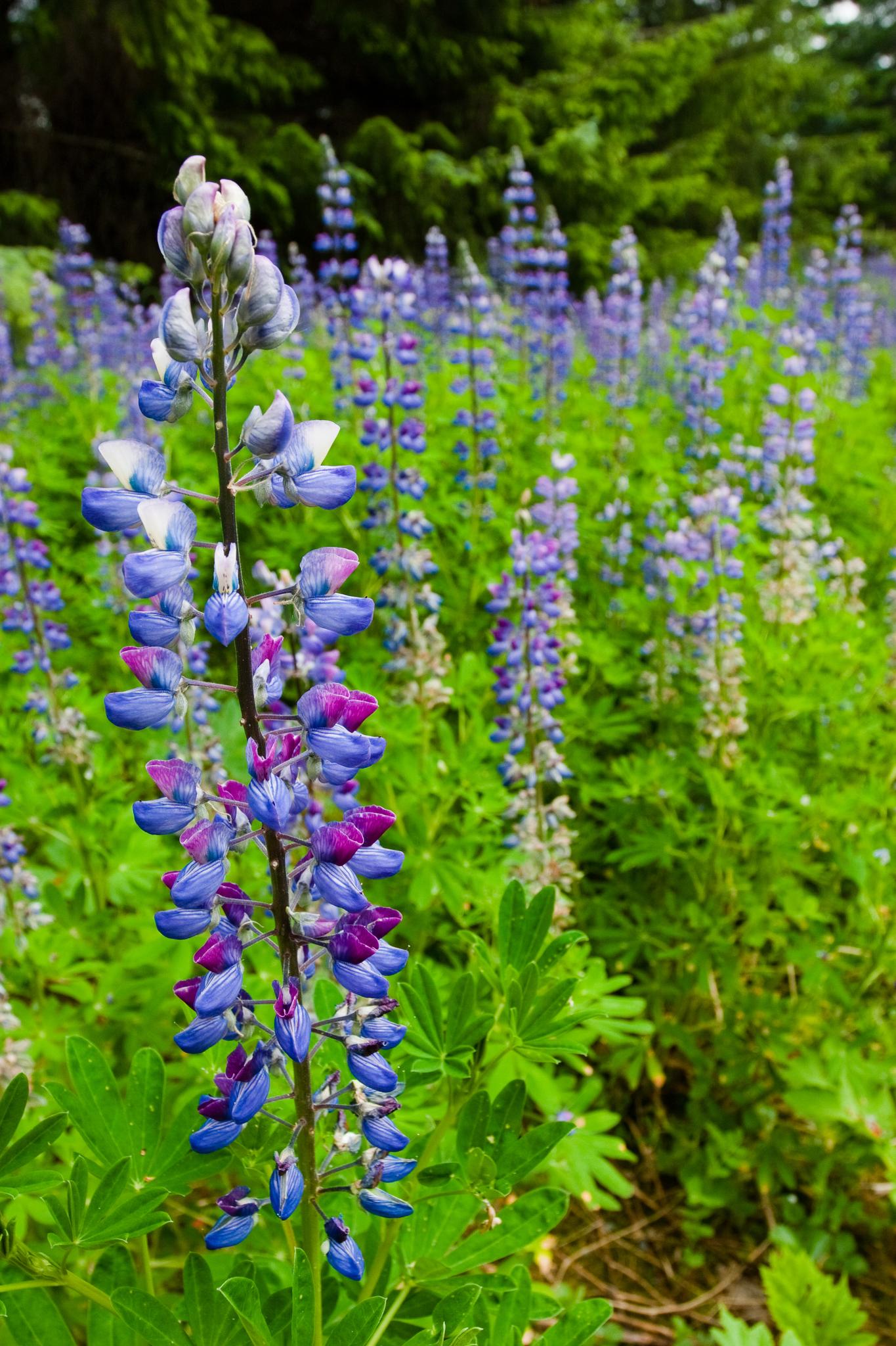 Close-up of vibrant purple and blue wildflowers in a lush green field.