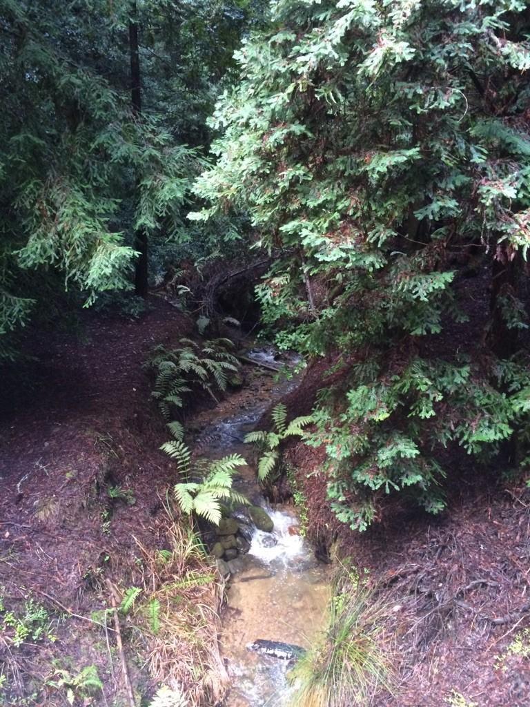 A small stream flows through a shaded, dense evergreen forest with ferns.
