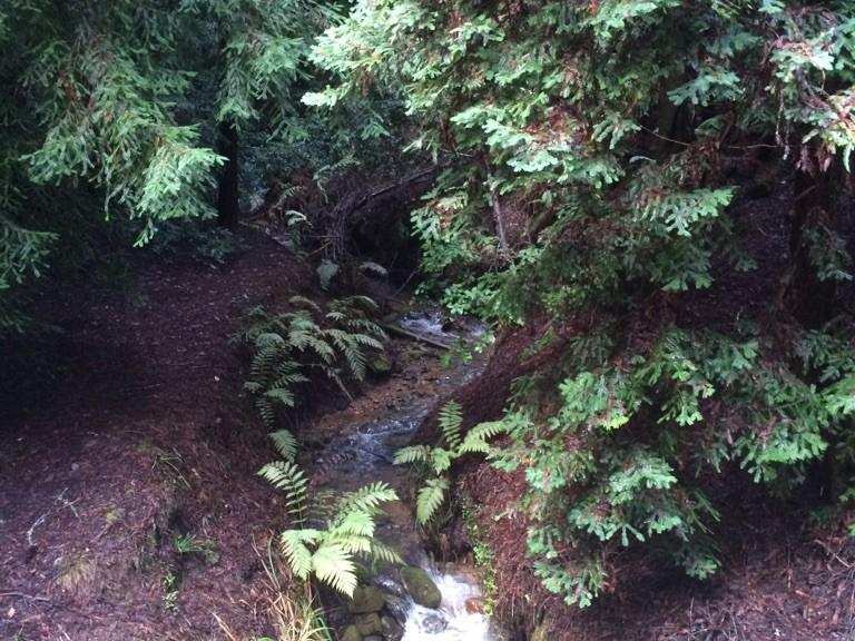 Giant Salamander & Methusela Trail-Schleife - Corte De Madera Creek ...