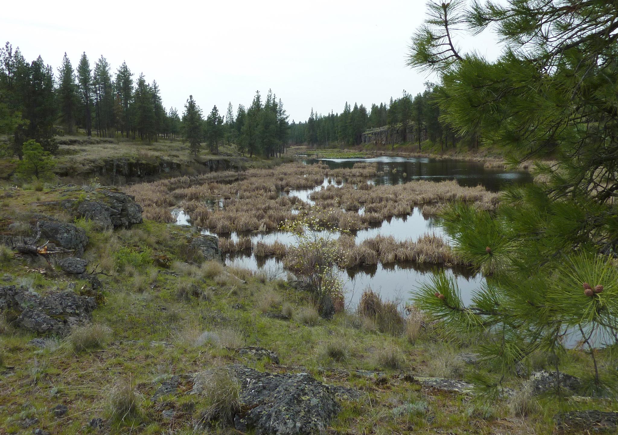 Wetland with marsh grass and water, surrounded by pine trees under an overcast sky.