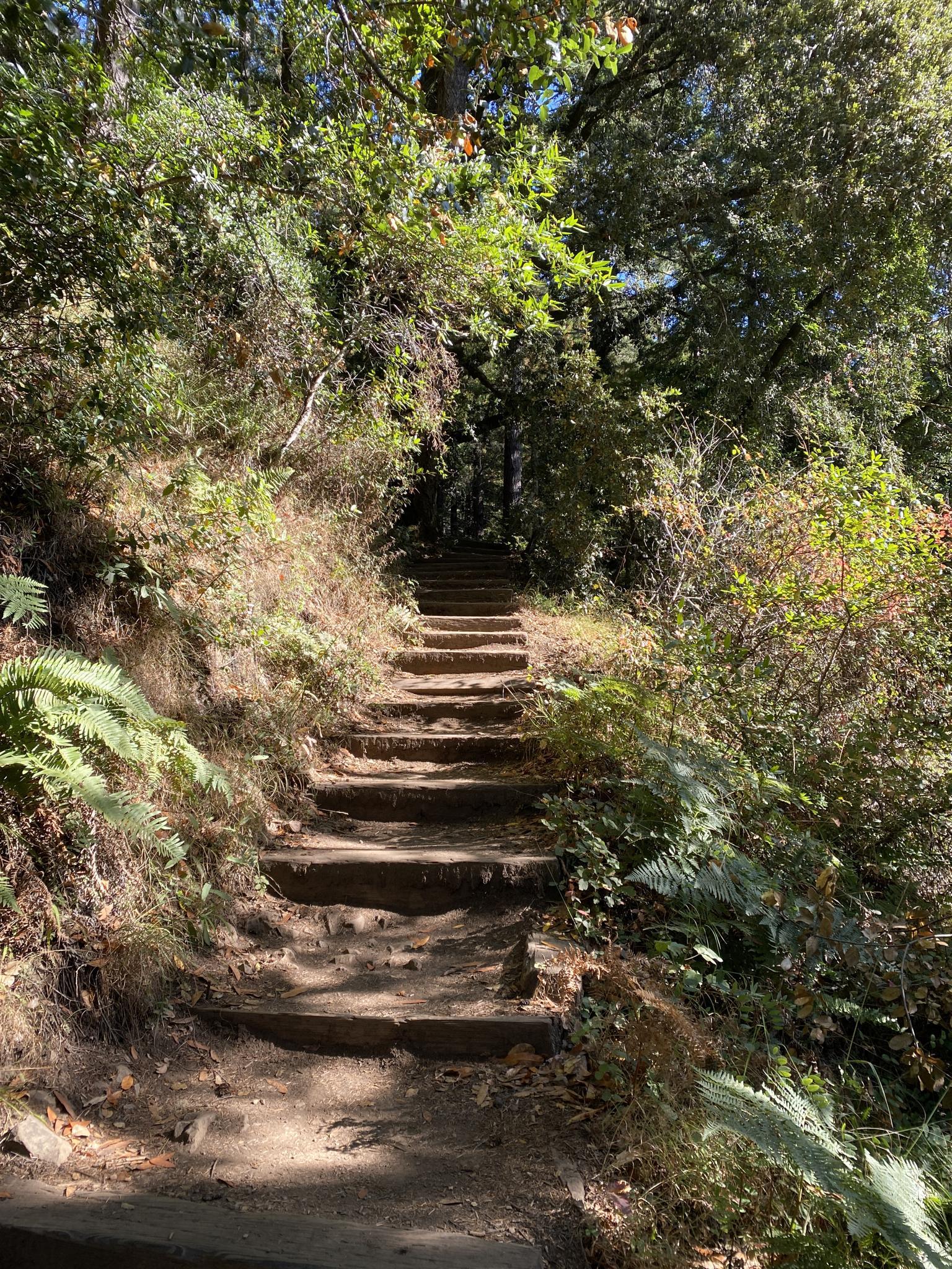 A sun-dappled wooden staircase ascends through dense green forest undergrowth.