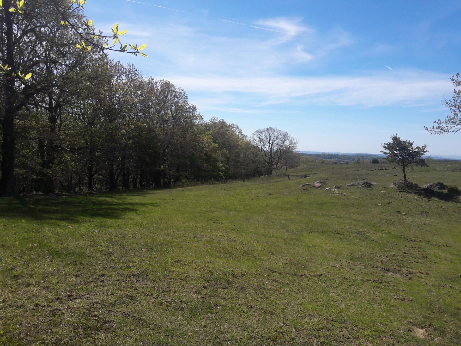 Expansive green grassy field bordered by a line of trees under a blue sky.