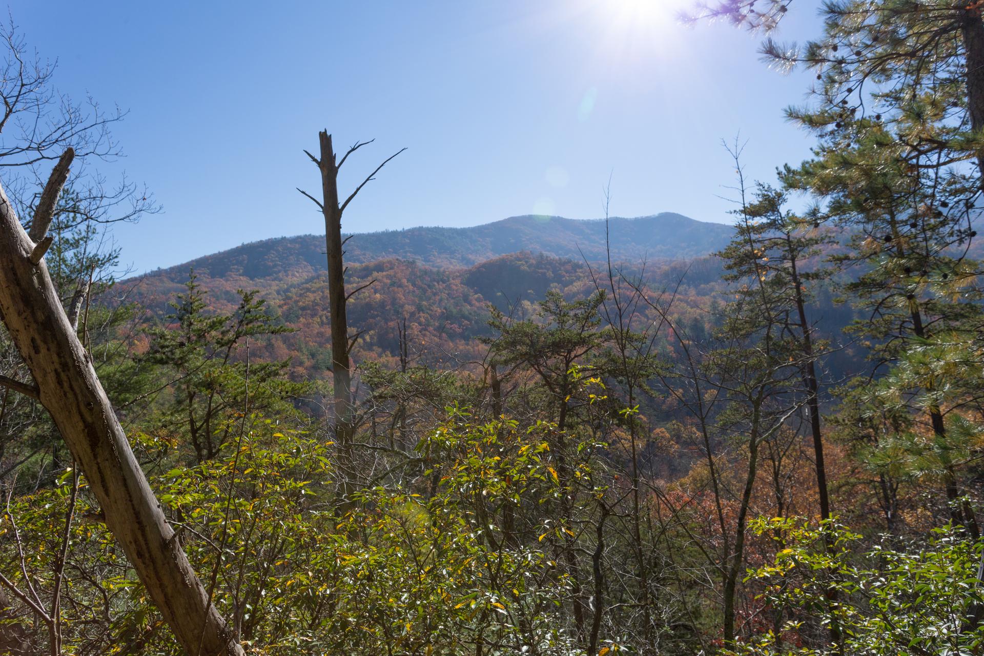 Sunny view of forested mountains with autumn colors under a clear blue sky.